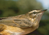 A sedge warbler