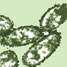 bacteria
