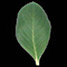 Sensor finds failing leaves