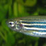 A zebrafish