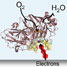 Ribbon structure image of the protein