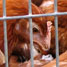 Chickens