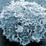 An oral cancer cell captured on a microsieve membrane