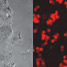 Vitrified/thawed AML-12 cells