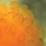 A desheathed Aplysia ganglion