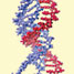 An oligonucleotide padlock interlinking with a DNA plasmid