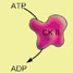 Protein Kinase