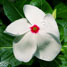 The white flower Catharanthus roseus