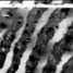 Close-up of a gold-nanoparticle-labelled fingerprint