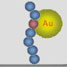 Gold nanoparticle bound to a peptide
