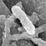 A microbe, in the toxin-detecting fuel cell