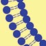 bilayer