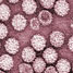 viral capsids
