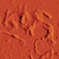 enzyme-powered nanotubes