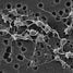 Aggregated platelets