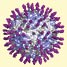 A peptide coated viral capsid