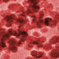 TEM image of magnetite nanoparticles