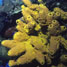 A sponge