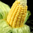 Ear of corn