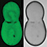 gel based capsules