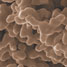 Electron micrograph of niobium metal