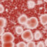 Cells