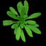 Arabidopsis halleri