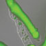Green fluorescent cells growing in microtubes