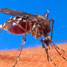 Mosquito