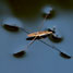 Water strider