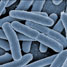 Escherichia coli cells