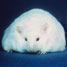 A diabetic mouse © ONRL