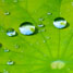 water droplets on leaf surface