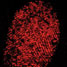 Red luminscent fingerprint after exposure to lawsone