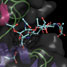 Substrate bound in the active site of hen egg white lysozyme