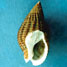 mud snail