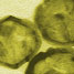 Cells