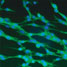 Cells grown on an M13 bacteriophage film