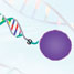 DNA bound to a gold nanoparticle