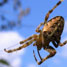 A spider hanging on a dragline silk thread
