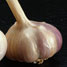 A garlic bulb