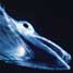 An Antarctic icefish Picture credit: Uwe Kils
