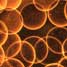 Embryonic stem cells encapsulated in a biopolymer
