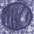 A mitochondrion