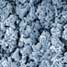 magnified image of an E. coli biofilm
