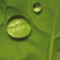 Water droplets on a lotus leaf