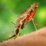 Mosquito biting