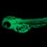 A fluorescing zebrafish