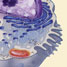 A cell membrane