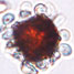 rod- and rhombohedral-shaped cellosomes